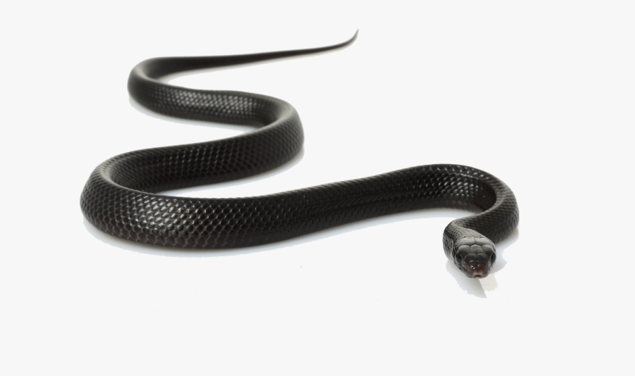 Black Mamba White Background, Transparent Clipart