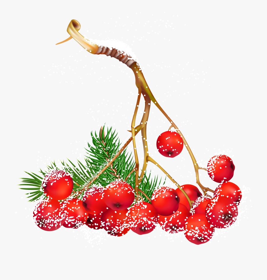 Clip Art Pin By Maria Freitas - Christmas Berries Png, Transparent Clipart