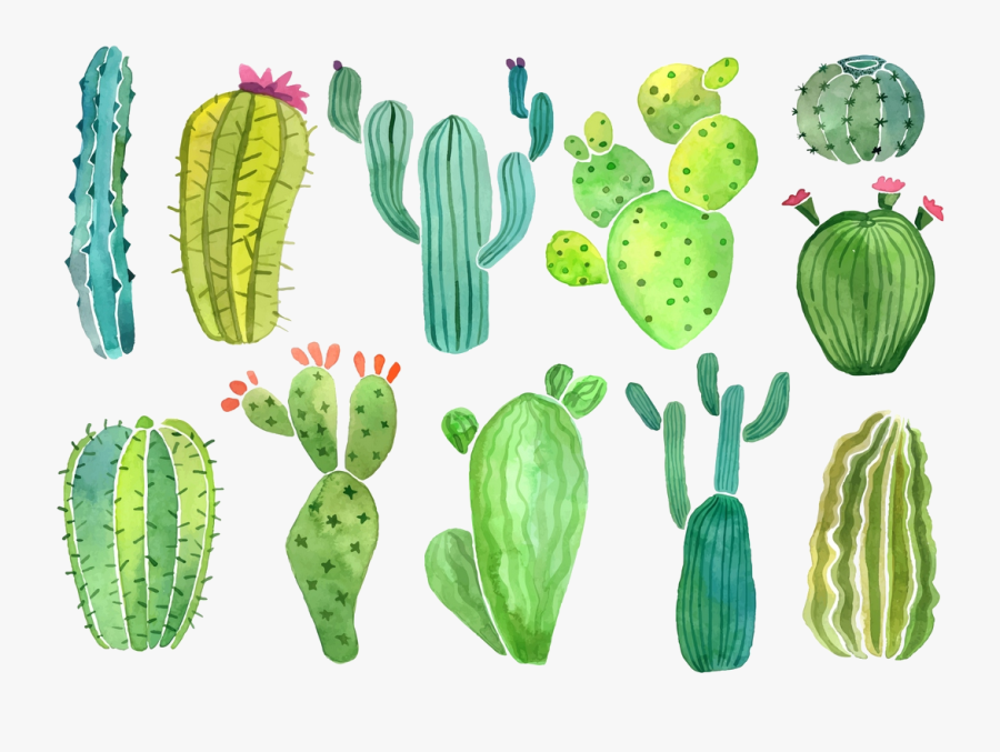Cactus Clip Art Clipart Photo Transparent Png - Cactus And Succulent Clip Art, Transparent Clipart