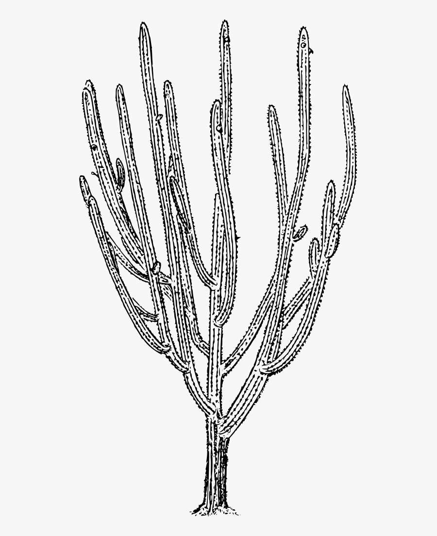 Tree Cactus - Cactus, Transparent Clipart