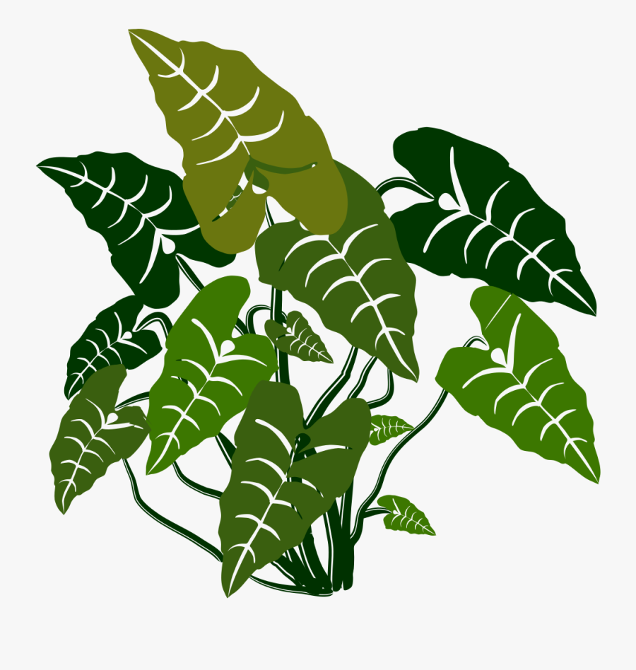 Plant,flora,leaf - Elephant Ear Plant Clipart, Transparent Clipart