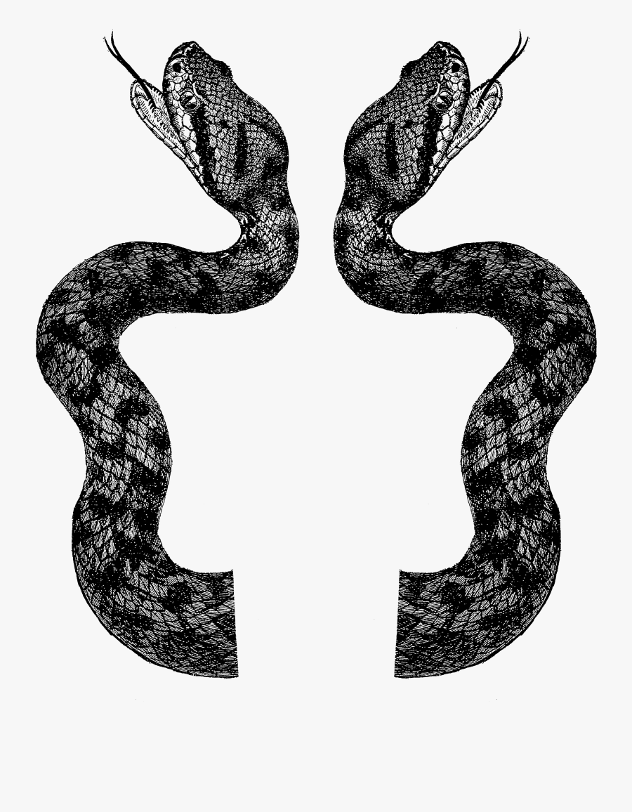 Vintage Snake Png, Transparent Clipart