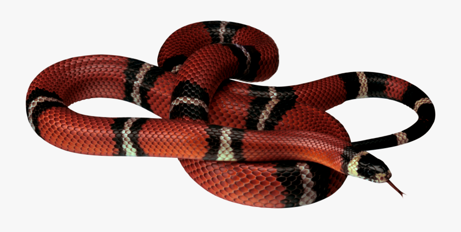 Snake Png Free Download, Transparent Clipart
