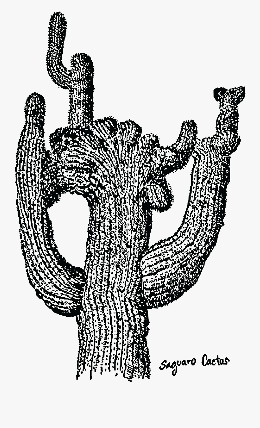 Saguaro Cactus Clip Arts - Mandala Cactus Black And White, Transparent Clipart