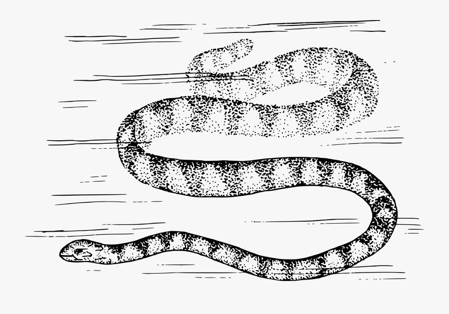 Sea Snake - Had Kreslený, Transparent Clipart