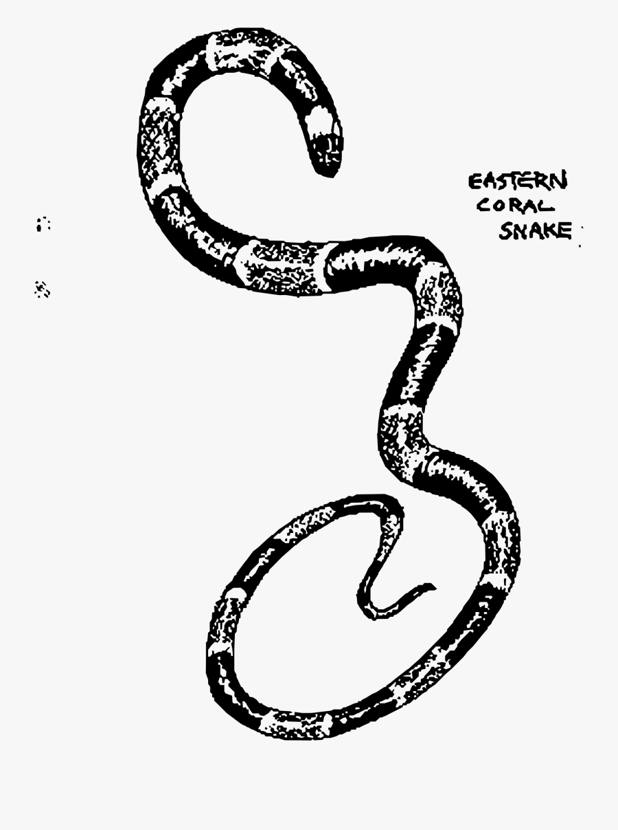 Eastern Coral Snake Clip Arts - Eastern Coral Snake Drawing, Transparent Clipart