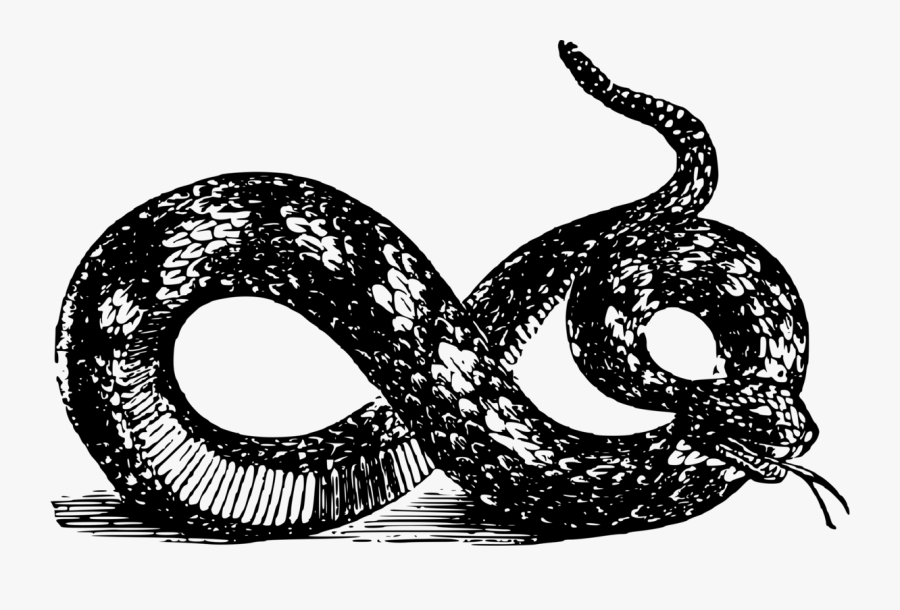 Snake - Black And White Gadsden Snake Png, Transparent Clipart