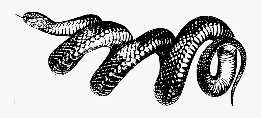 Reptile,art,serpent - Taylor Swift Reputation Transparent, Transparent Clipart