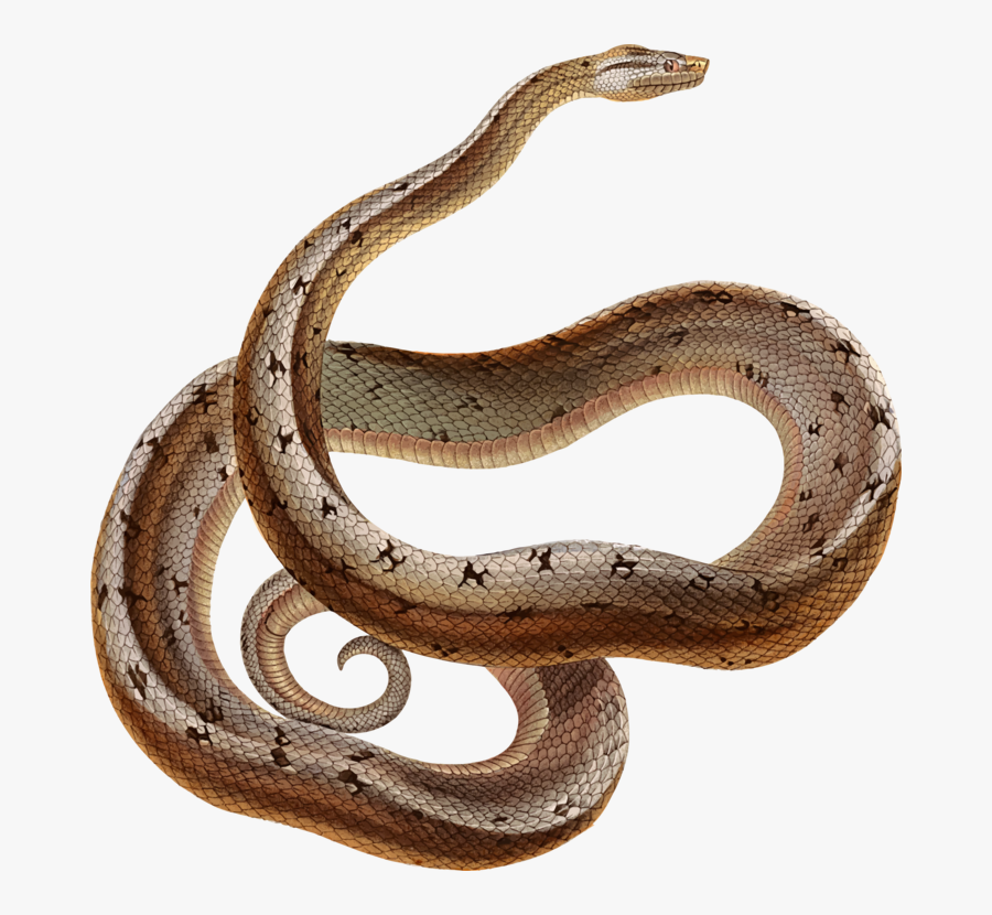 Elapidae,reptile,garter Snake - Snakes, Transparent Clipart