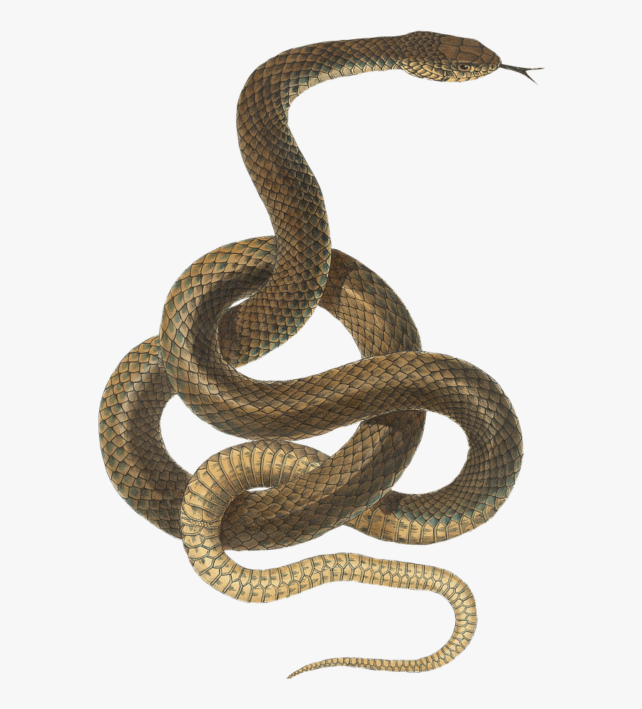Clip Art Black Racer Snakes - Snake Transparent Background, Transparent Clipart