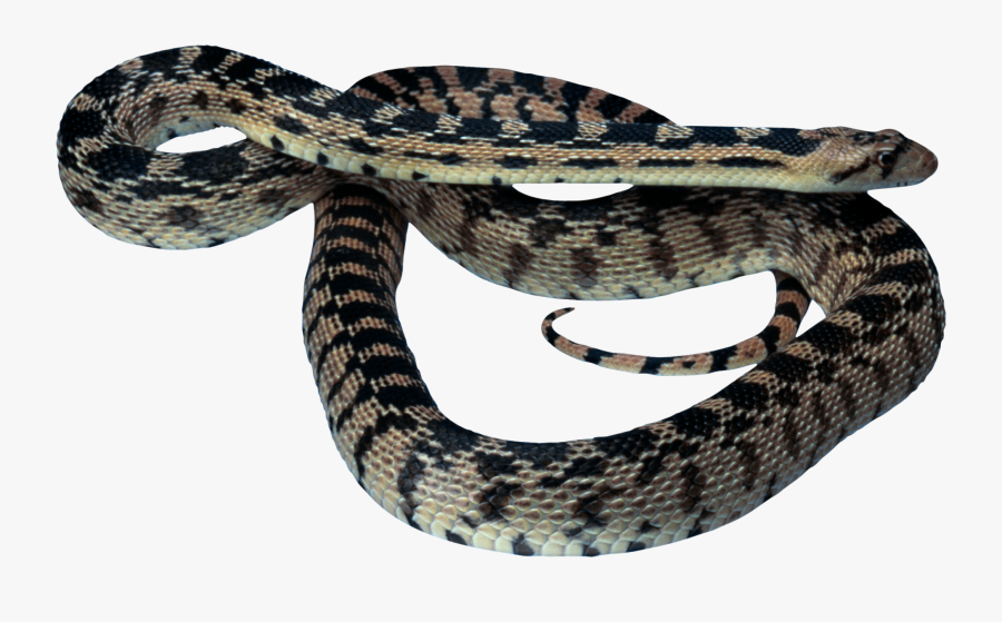 Portable Network Graphics Snakes Clip Art Reptile Image - Ajgar Png, Transparent Clipart