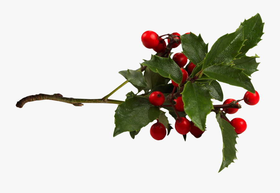 Common Holly Aquifoliales Clip Art - Branche De Houx Png, Transparent Clipart