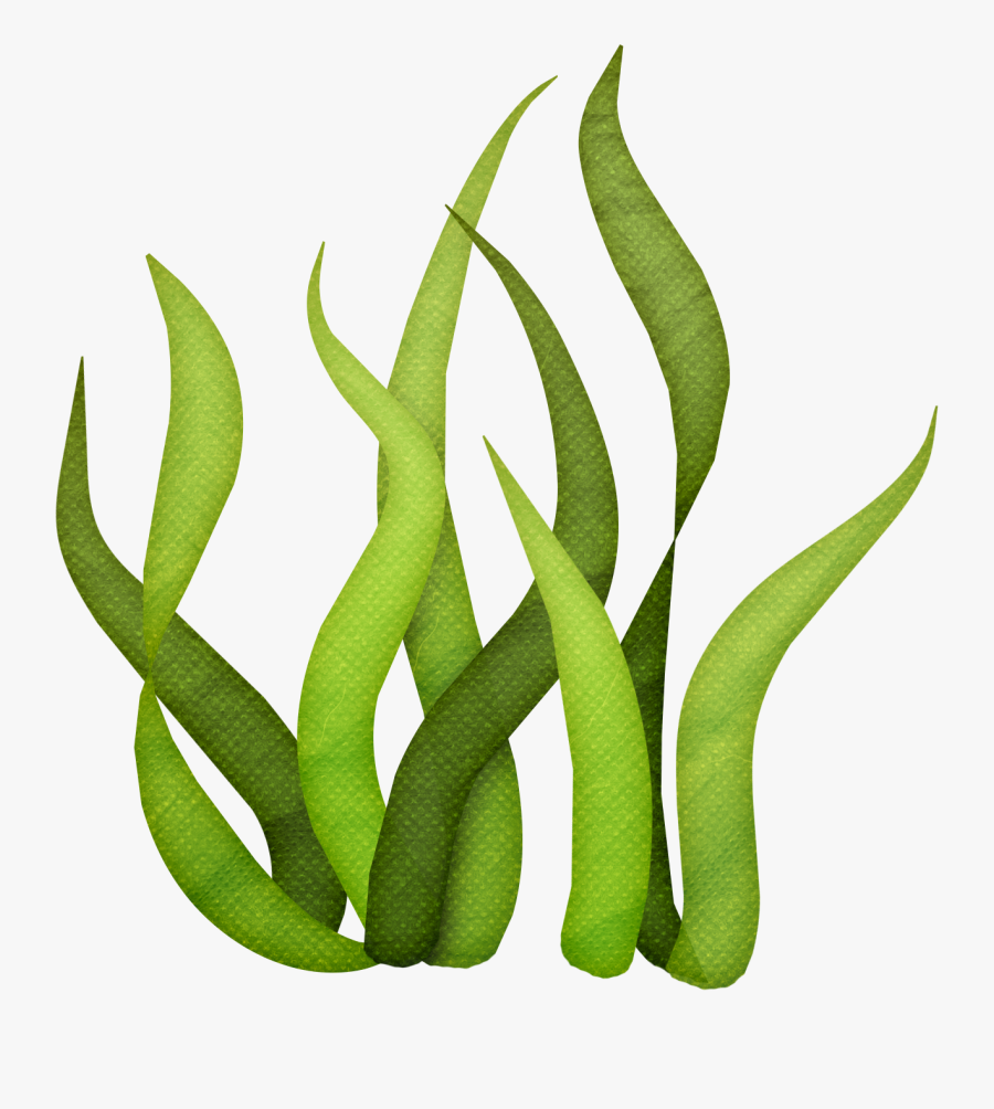Transparent Background Seaweed Clipart, Transparent Clipart