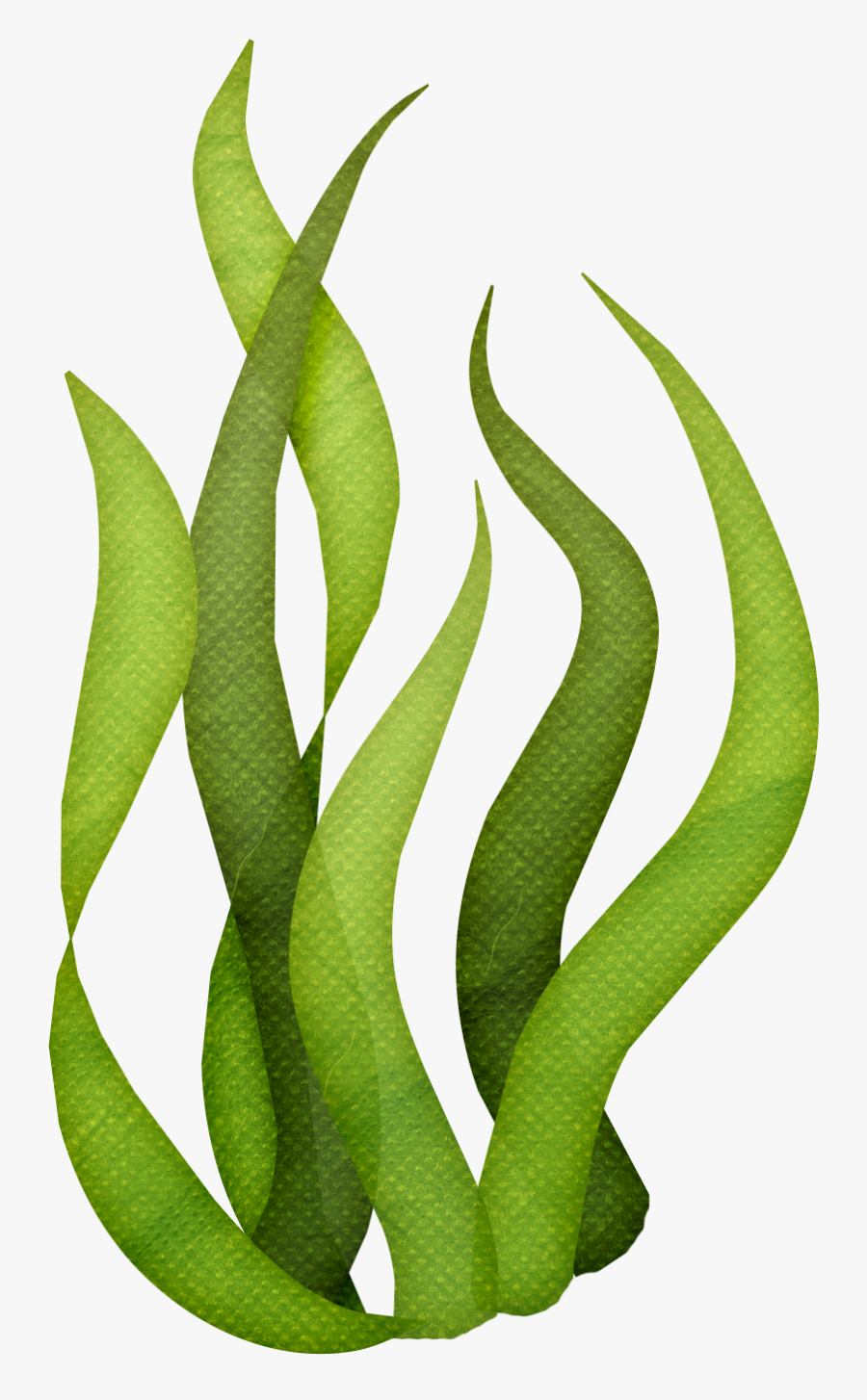 Transparent Background Seaweed Clipart, Transparent Clipart