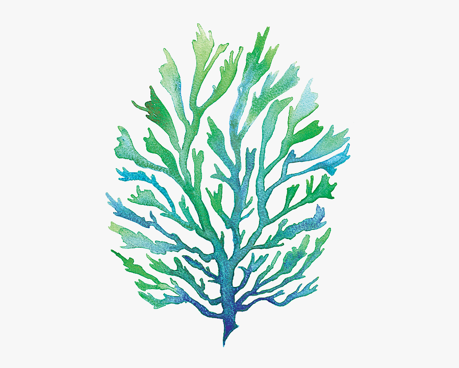 Vector Free Library Group Buy Online - Transparent Background Seaweed Clipart Watercolor, Transparent Clipart