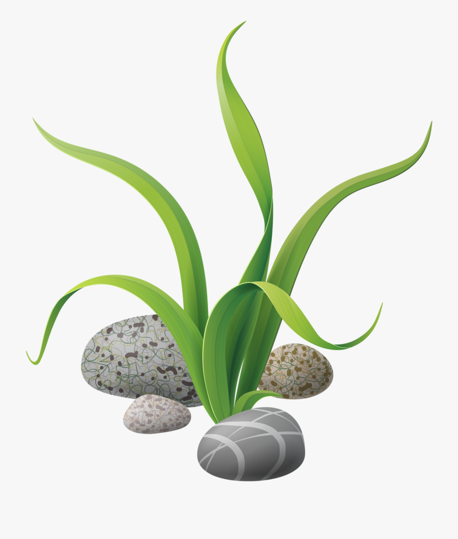 Algae Seaweed Clip Art - Transparent Background Seaweeds Png, Transparent Clipart