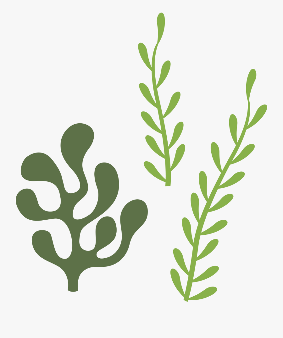 Transparent Seaweed Clipart - Seaweed Svg Free, Transparent Clipart