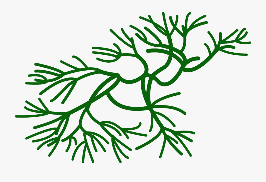 Seaweed Clipart Free Vector, Transparent Clipart