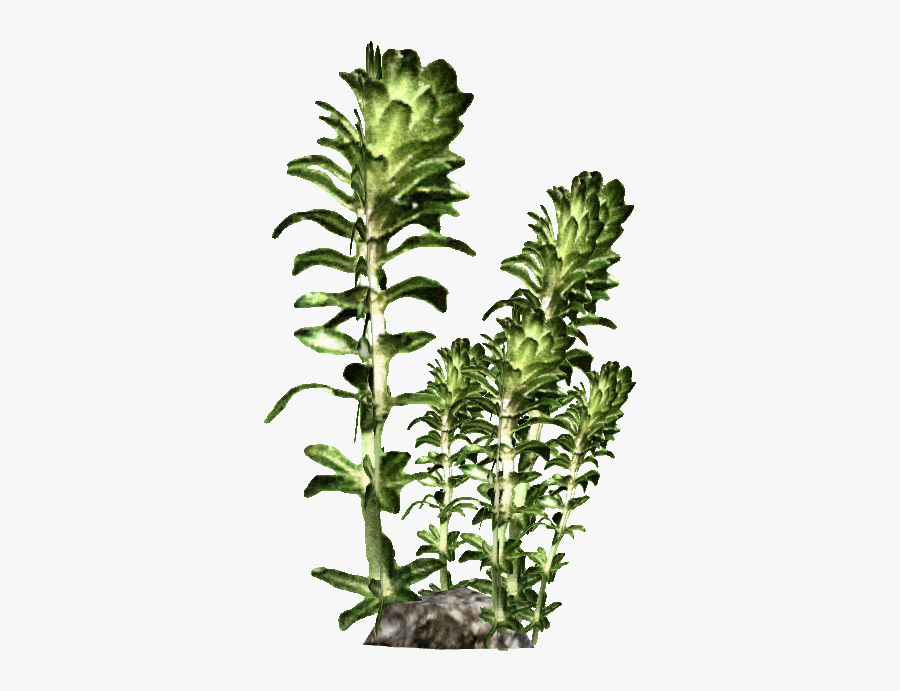 Transparent Kelp Png, Transparent Clipart