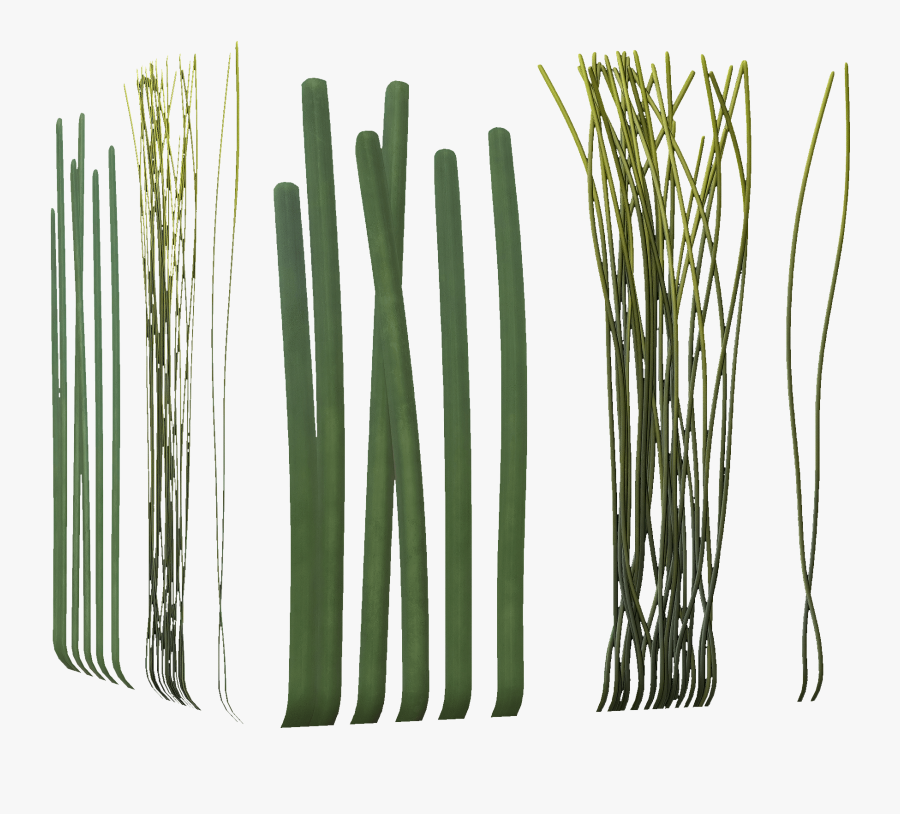 Clip Art Allium Fistulosum Bamboo Welsh - Long Seaweed, Transparent Clipart