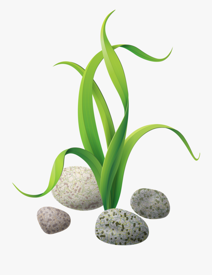 Algae Seaweed Clip Art - Seaweed Png, Transparent Clipart