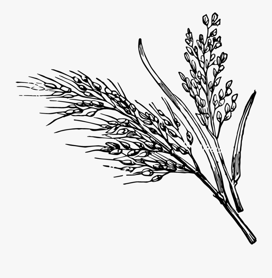 Transparent Seaweed Clipart Png - Black And White Rice Clip Art, Transparent Clipart