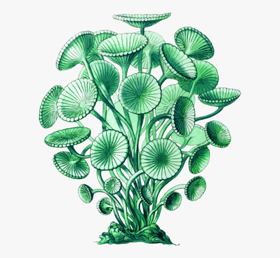 Plant,leaf,aquarium Decor - Algae Botanical Illustration, Transparent Clipart