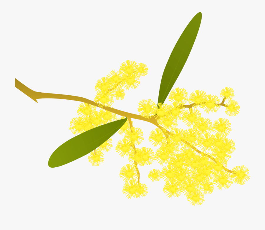 Golden Wattle Acacia Pycnantha - Golden Wattle Clipart, Transparent Clipart