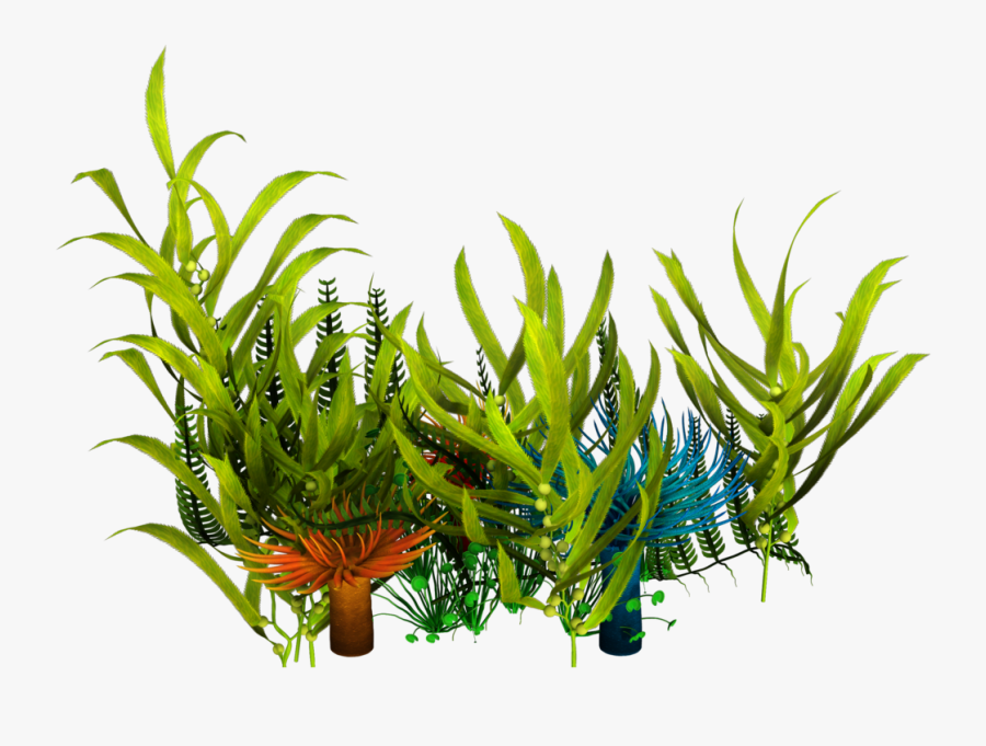 Underwater Aquatic Plants Seaweed Clip Art - Seaweed Png, Transparent Clipart