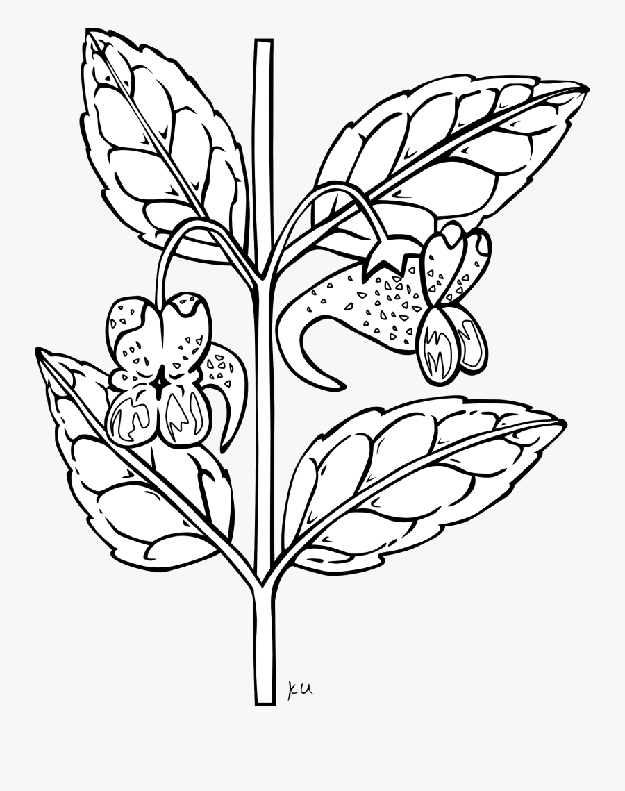 Flowers Borders Clipart Sampaguita - Flower With Stem Clipart Black And White, Transparent Clipart