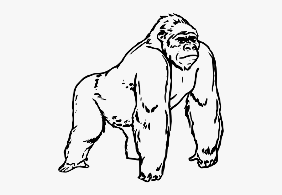 Clip Art Freeuse Download Huge - Gorilla Coloring Pages, Transparent Clipart
