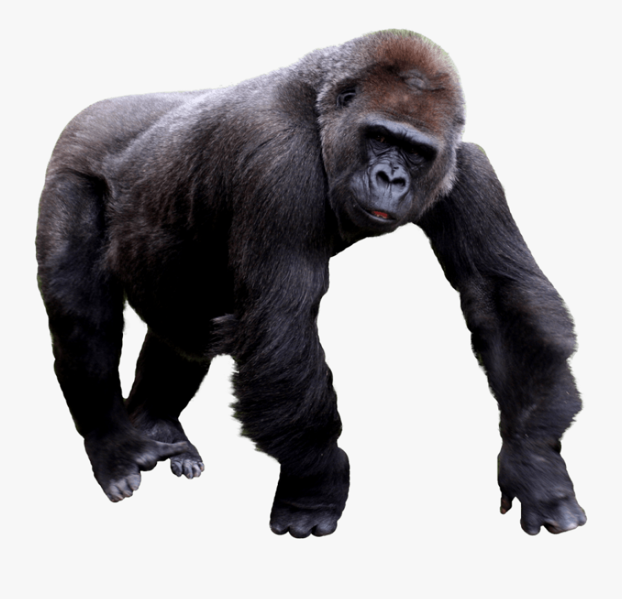 Free Download Of Gorilla Icon Clipart - Горилла Пнг, Transparent Clipart