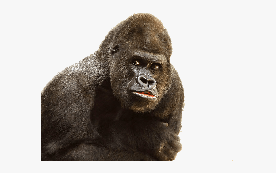 Gorilla Close Up - King Kong, Transparent Clipart