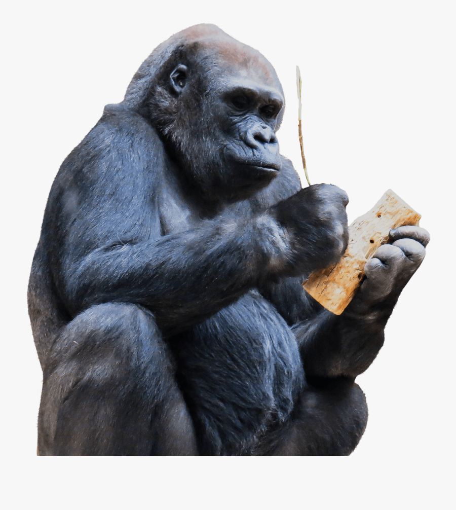 Download Gorilla Png Transparent Images Transparent - Gorilas Png, Transparent Clipart