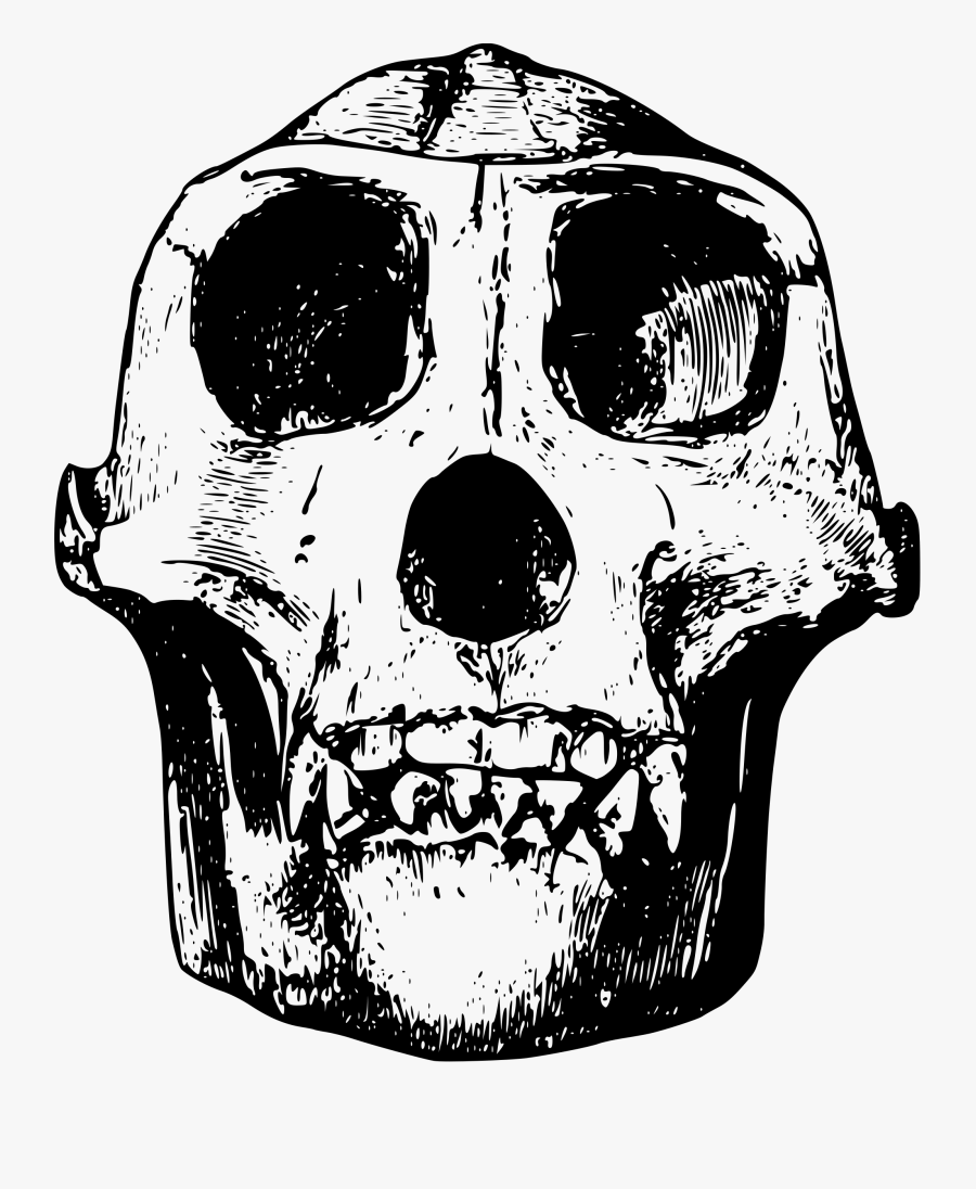 Gorilla Skull Clipart, Transparent Clipart