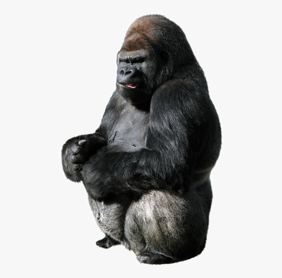Gorilla - Gorilla Png, Transparent Clipart