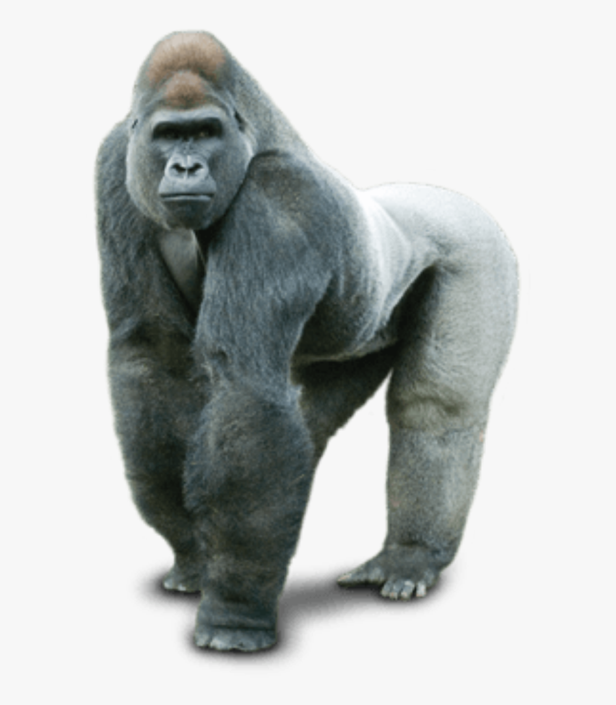 #gorilla - Gorilla Png, Transparent Clipart