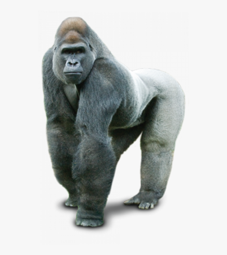 Gorilla Free Png Images - Gorilla Transparent Png, Transparent Clipart