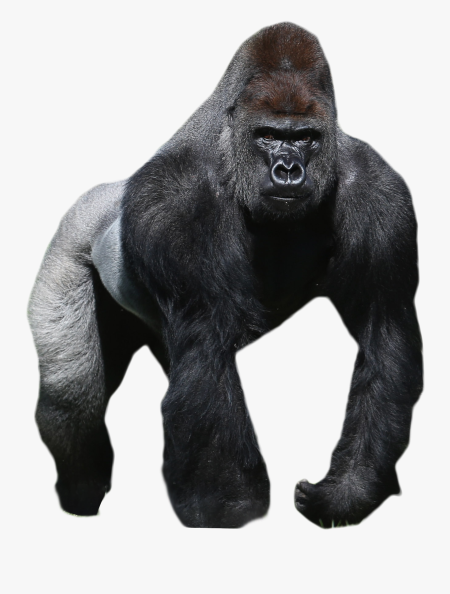 Gorilla Png Transparent Images - Western Lowland Gorilla Png, Transparent Clipart