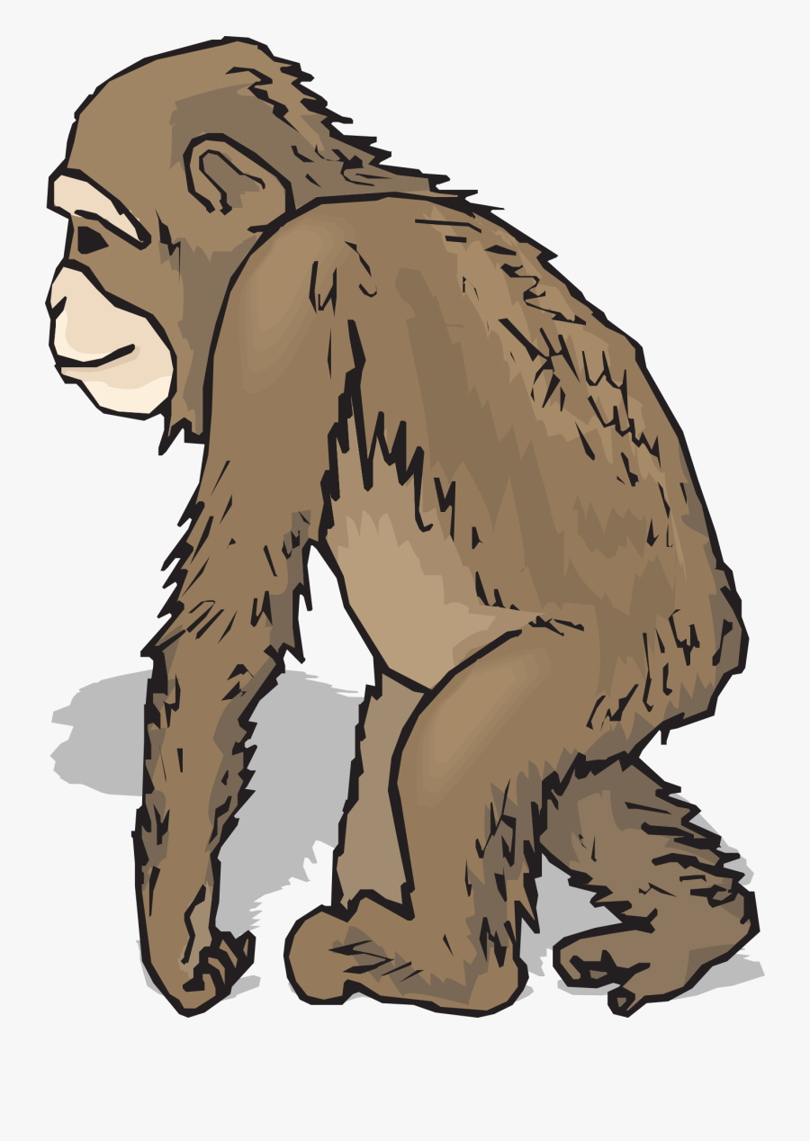 Feet, Hands, Leaning, Walking, Animal, Chimp, Fur, - Realistic Monkey Clip Art, Transparent Clipart