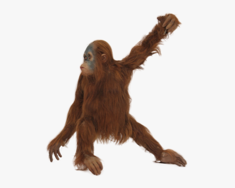 Orangutan With No Background, Transparent Clipart