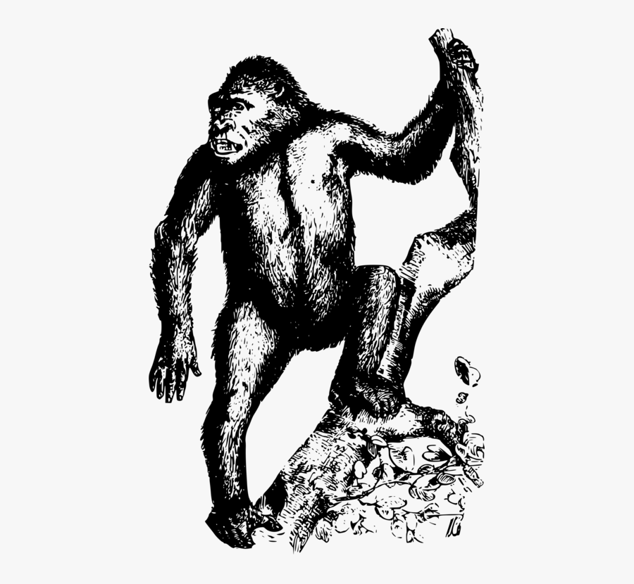Human Behavior,art,joint - Gorilla, Transparent Clipart