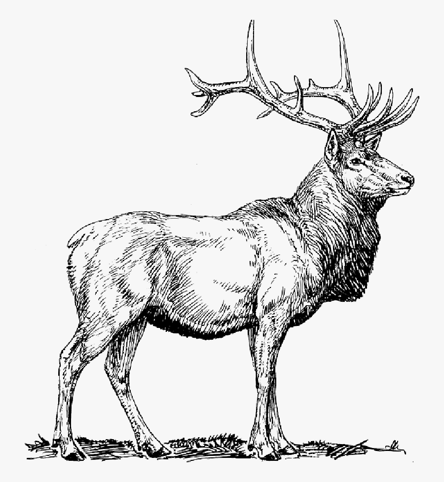 Moose, Deer, Head, Animal, Drawings, - Elk Black And White, Transparent Clipart