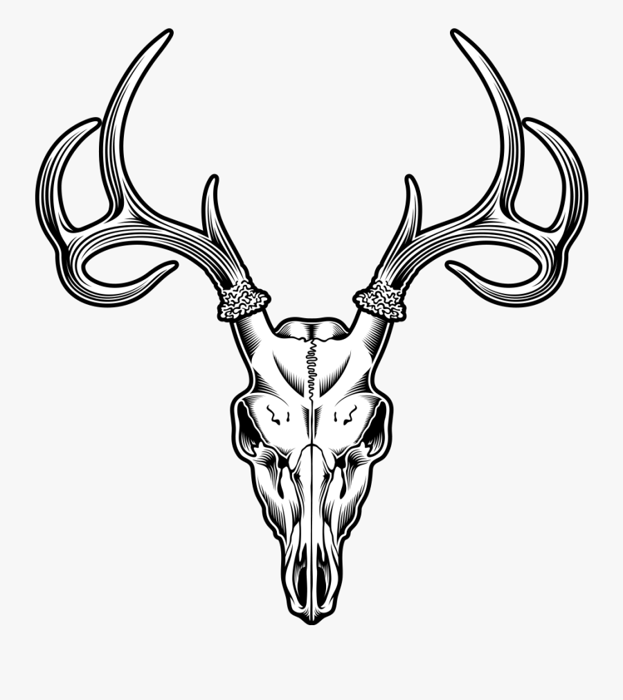 Clip Art Deer Head Line Drawing - Deer Skull Clipart, Transparent Clipart