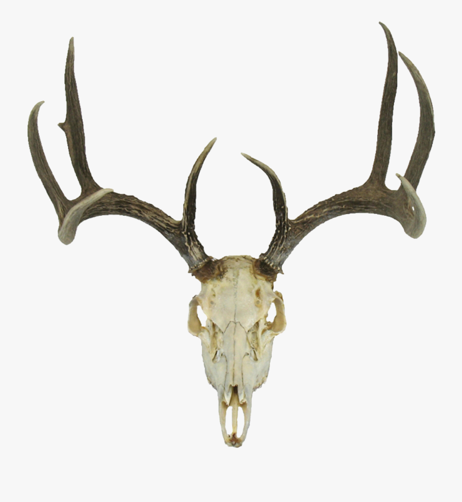 Deer Skull With Antlers - Deer Skull Transparent Background, Transparent Clipart