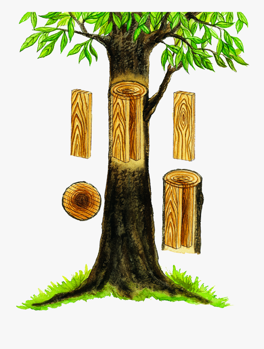 American Crafted Lumber - Hard Wood Tree, Transparent Clipart