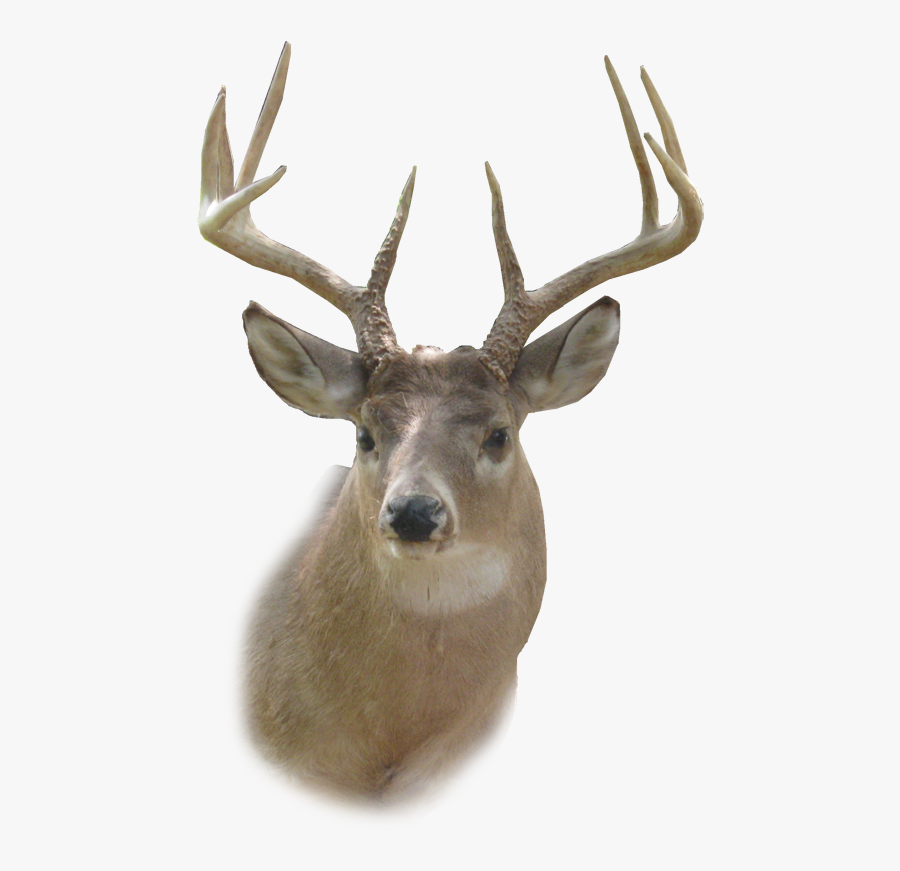 Deer Head Png, Transparent Clipart