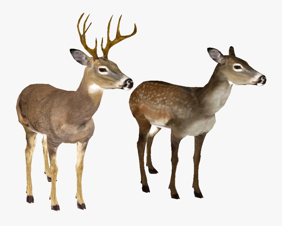 Whitetail Deer Head - White Tailed Deer No Background, Transparent Clipart