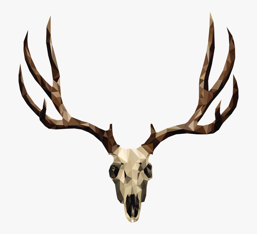 Mule Deer Skull Drawing - Mule Deer Antlers Clip Art, Transparent Clipart