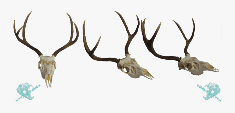 Whitetail Deer Skull Clip Art Download - Deer Skull Png, Transparent Clipart